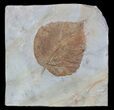 Fossil Leaf (Davidia) - Montana #56196-1